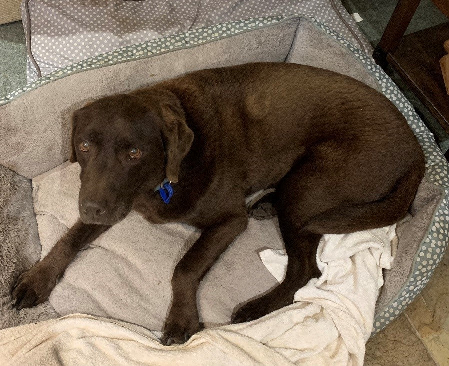 Best Dog Marsala Better Pet