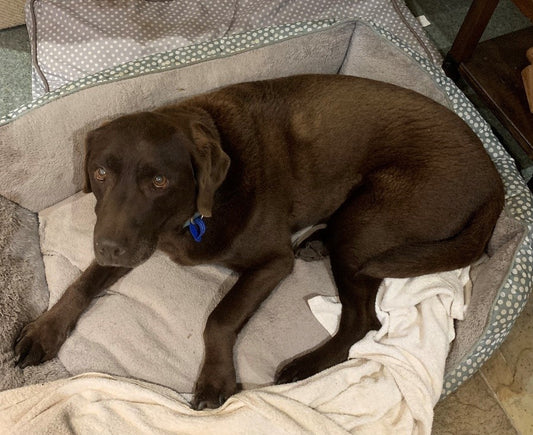 Best Dog Marsala Better Pet