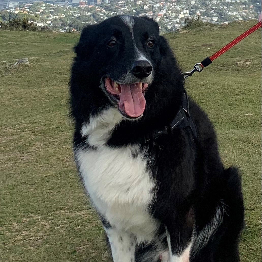 Best Dog Rocky Better Pet