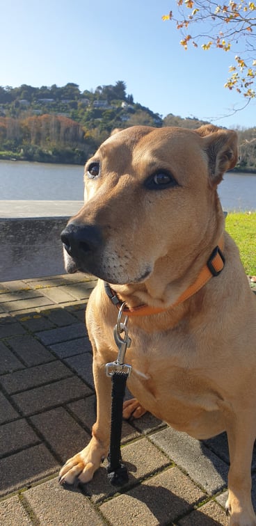 Best Dog Toffee Better Pet